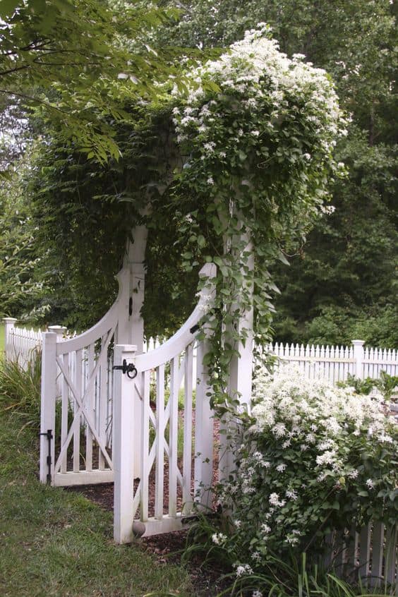 vintage arched arbor with flowering bushes and white picket 
