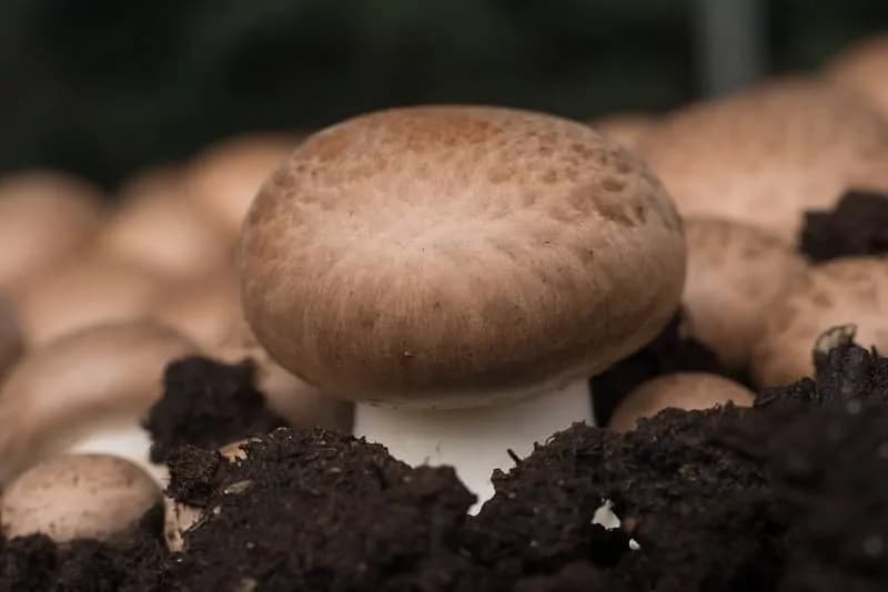 portobello mushrooms growing in dirt