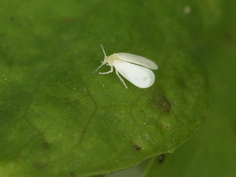 whitefly on a leaf