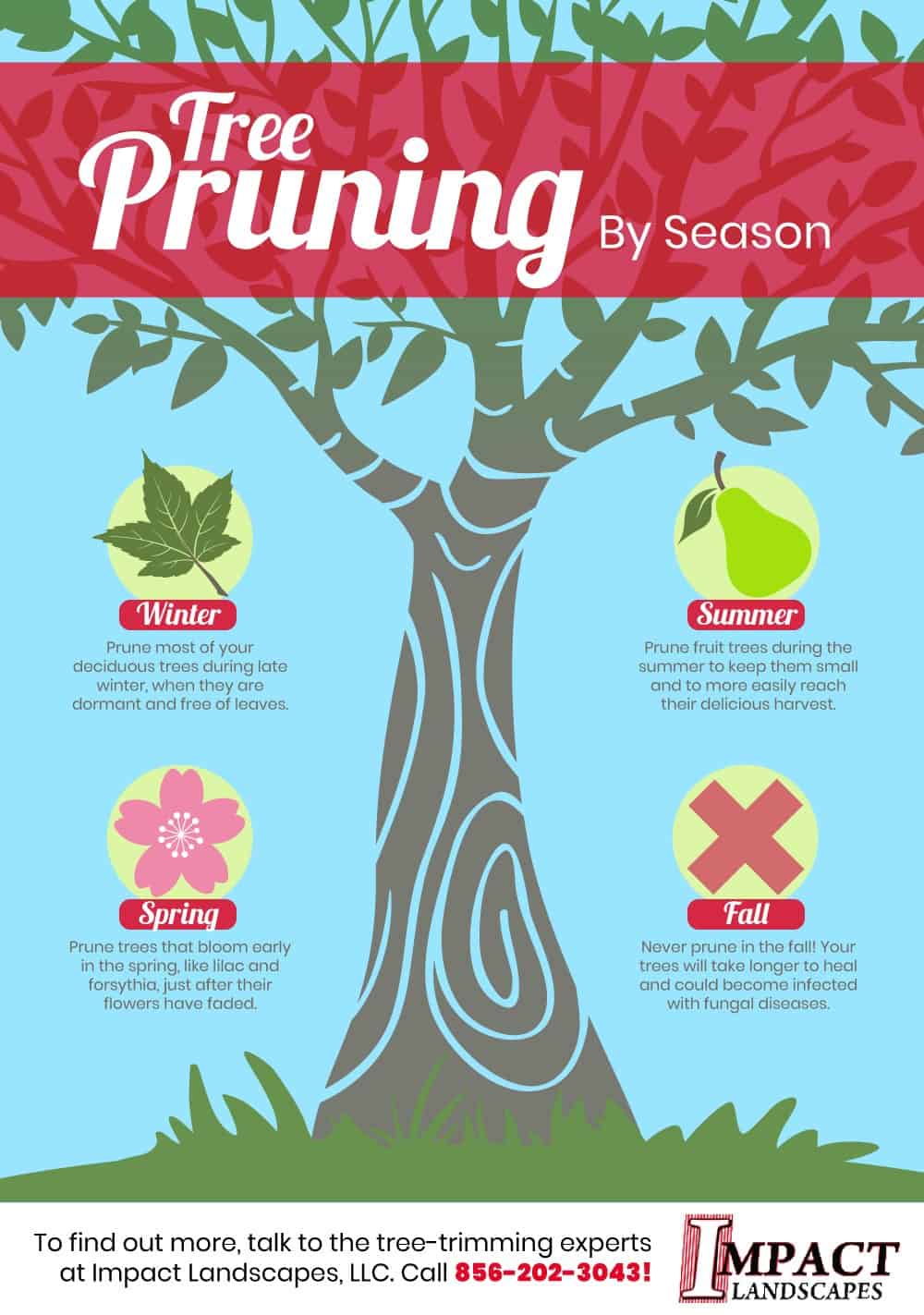 How to do tree pruning by season via Impact Landscapes #backyardLandscaping #backyardLandscapingIdeas #landscaping #backyard #outdoor #frontYard #cheapLandscapingIdeas #tree #pruning