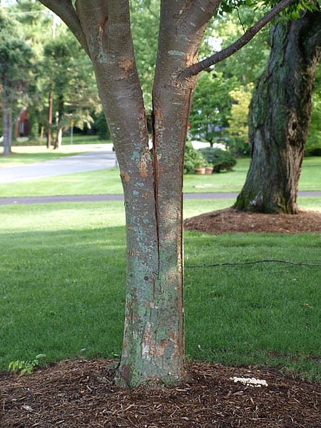 a tree with a crack at the center #tree #treeCare #TreeRemoval #backyard #outdoor #backyardLandscaping #landscaping #landscape