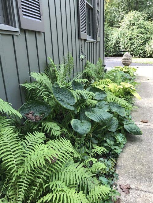 ferns and other plants between the house wall and the walkway #fern #backyardGarden #garden #gardening #backyardLandscaping #backyardLandscapingIdeas #landscaping #cheapLandscapingIdeas #landscape #curbAppeal #outdoorliving