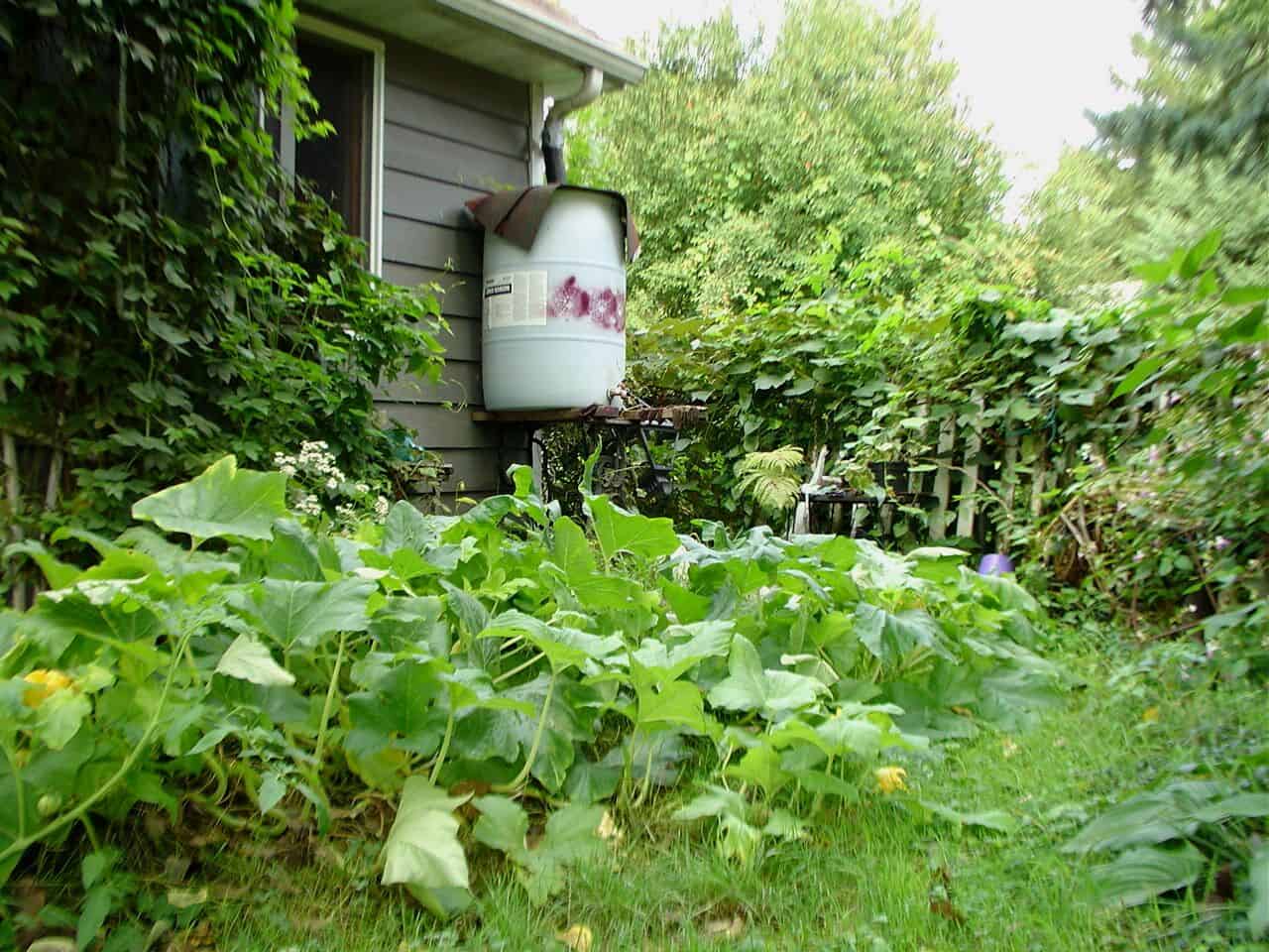 A rain barrel with a rain barrel diverter in a vegetable garden #rainWater #garden #gardening #gardenTips #gardencare #gardenTools