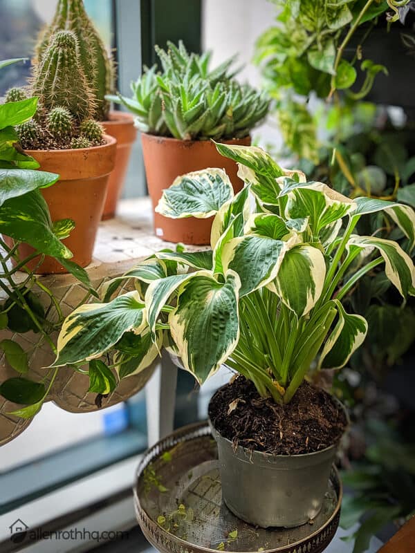 Urban Jungle's selection includes succulents, orchids, and fresh bouquets. #succulents #garden #gardening #homedecor #containers #indoorplants #containergarden 
