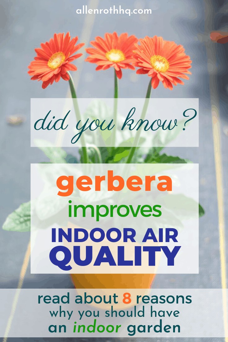 Gerbera daisies can make your air cleaner. #containers #planters #gardenplanters #garden #gardening #gardenTips #gardenDIY