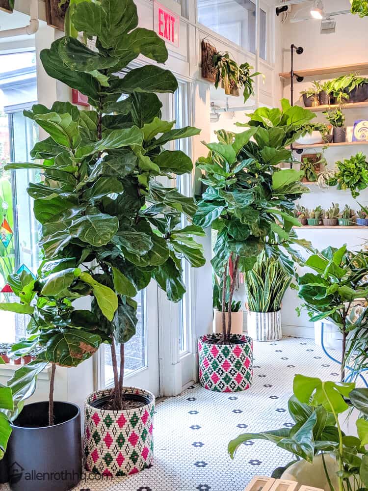 Little Leaf has a welcoming environment. Expect friendly staff, beautiful plants, and good advice on plant care. #succulents #garden #gardening #homedecor #containers #indoorplants #containergarden 