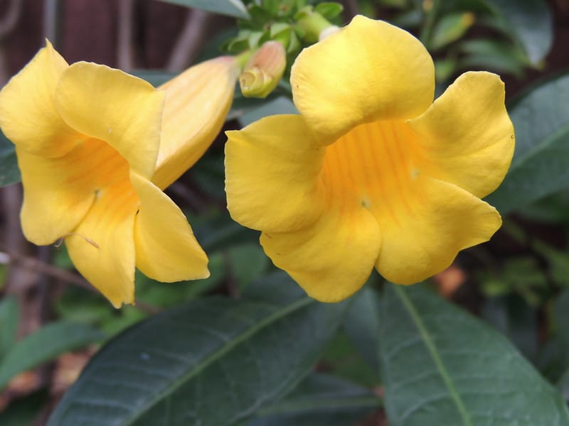 Yellow Bells Bell-Shaped Flowers #bellflowers #annualflowers #flowers #backyardGarden #garden #gardening #gardenTips #gardencare #tree 