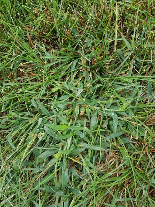 Wet long leaves of grass 