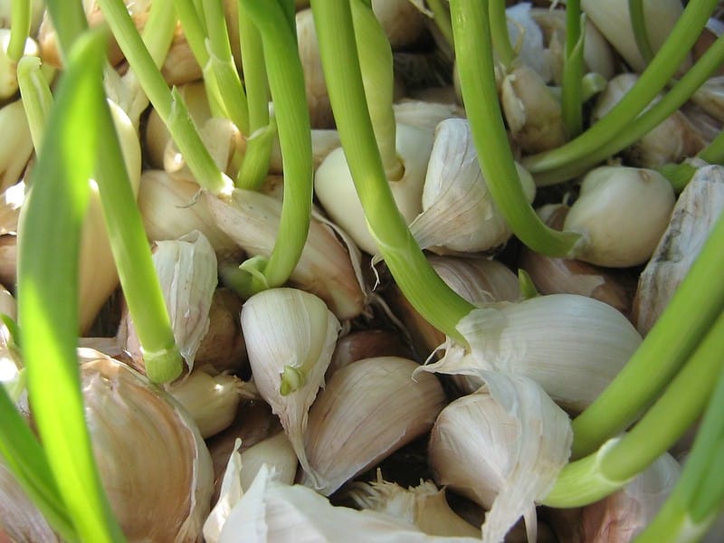 Healthy bunch of garlic cloves