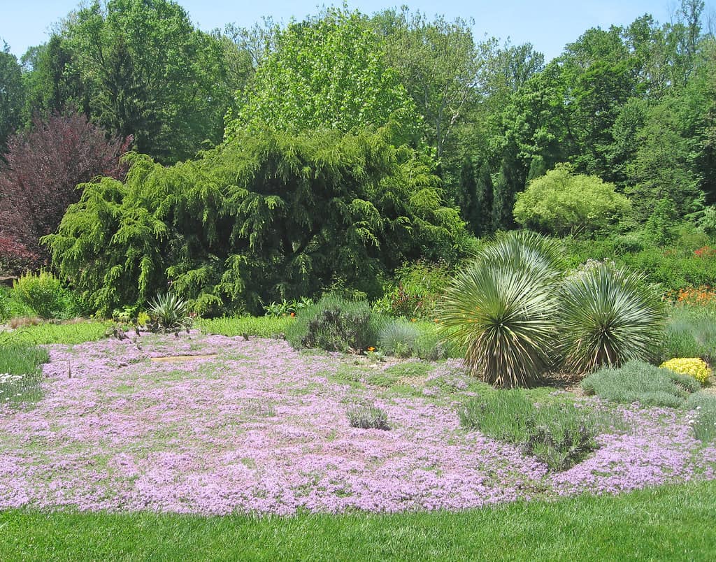 a flower ground cover