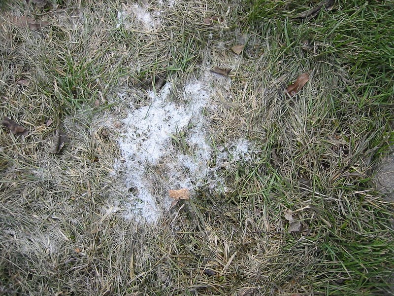 Lawn grass affected by gray snow mold