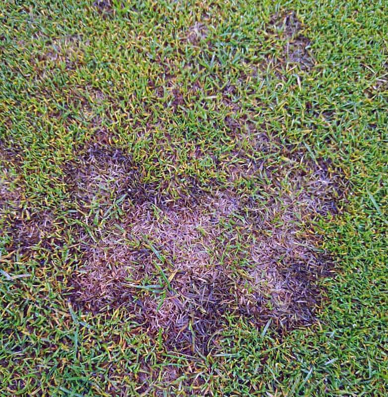 Lawn grass affected by pink snow mold