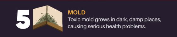 Toxic growth of molds