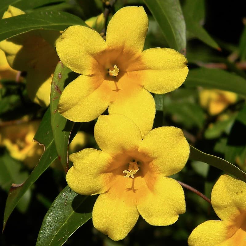 Yellow Carolina Jessamine Heather Bell-Shaped Flowers #bellflowers #annualflowers #flowers #backyardGarden #garden #gardening #gardenTips #gardencare #vines