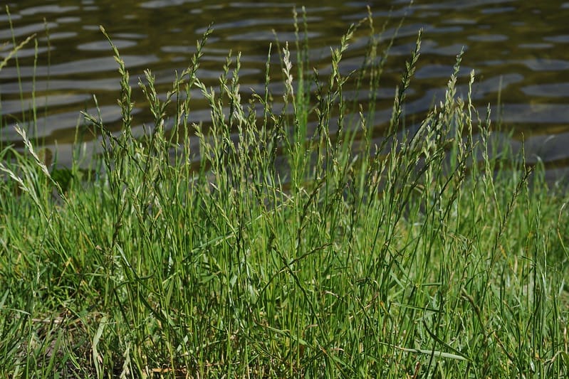 Annual Ryegrass near a water source