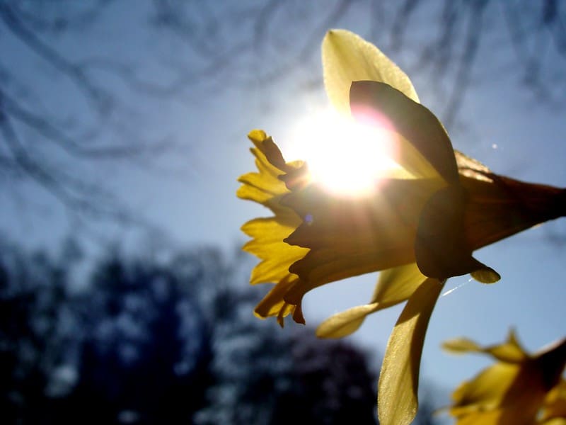 Sun shining behind a daffodil flower