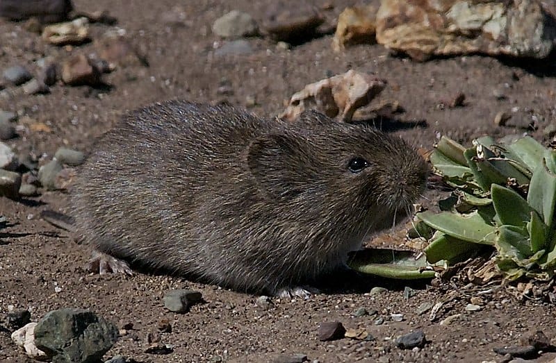 Brown rodent