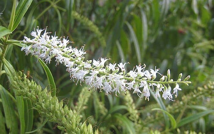 Koromiko flower- a type of Hebe