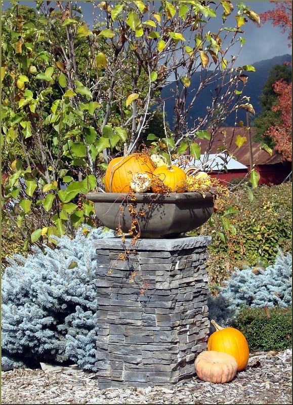 A place in the yard decorated with the real pumpkins