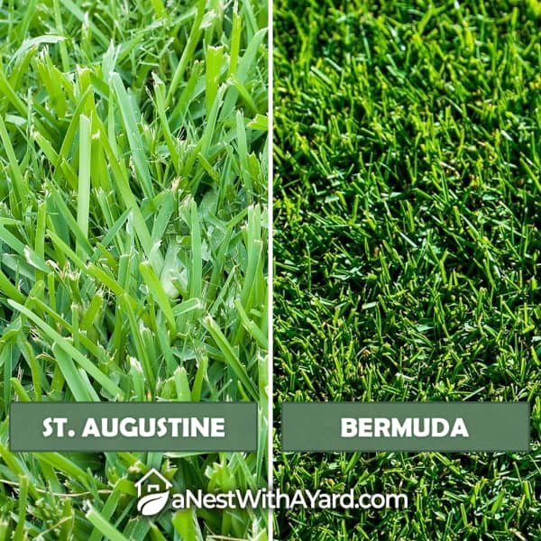 Comparison between st. agustustine and bermuda grass