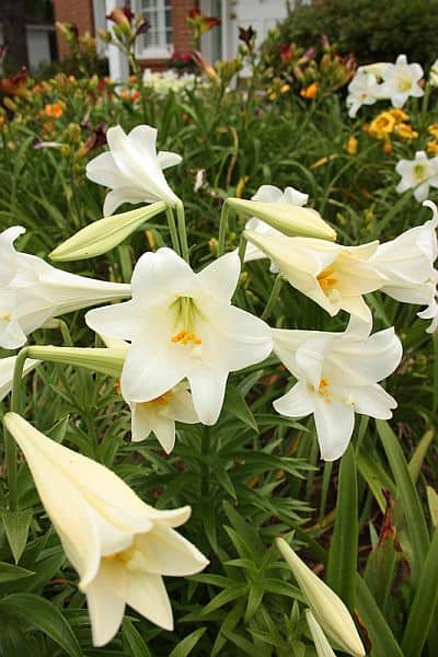 Cluster of Easter Lilies
