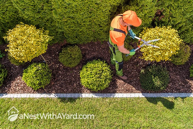 Boxwood plants being trimmed