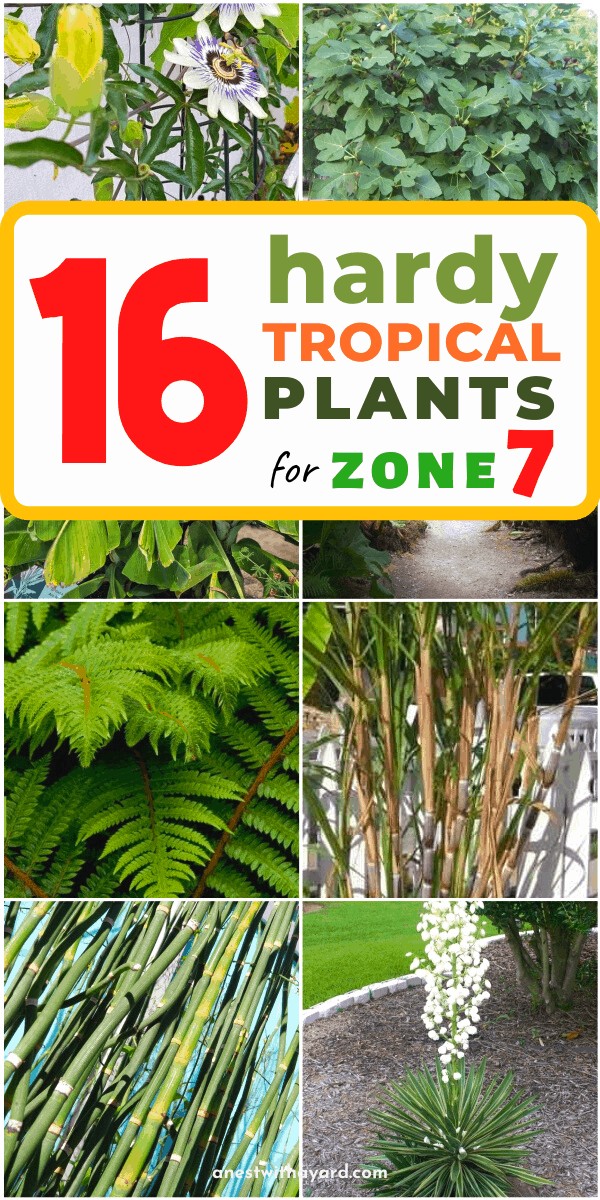 Some of the most beautiful hardy tropical plants for zone 7 to plant in your garden #gardening #flowers #garden #zone7 #backyardLandscaping #backyardLandscapingIdeas #landscaping #cheapLandscapingIdeas #landscape