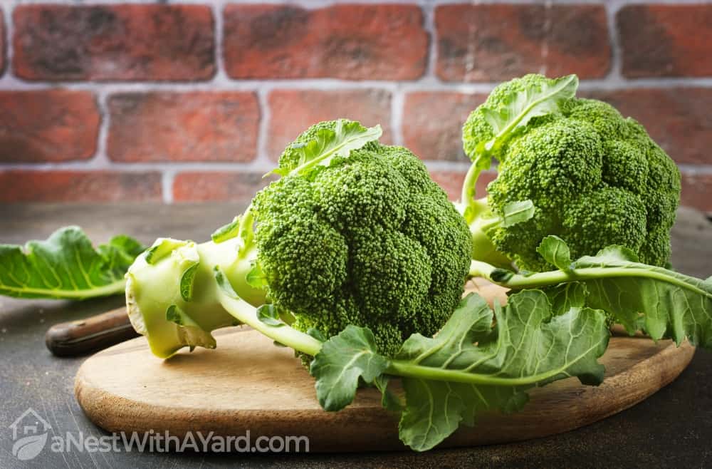 How And When To Harvest Broccoli For The Best Yield