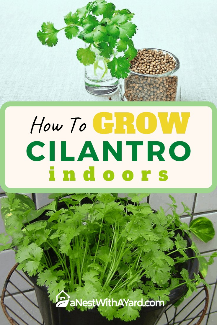 How to grow cilantro indoors #indoorGarden #herbs #cilantro #gardening