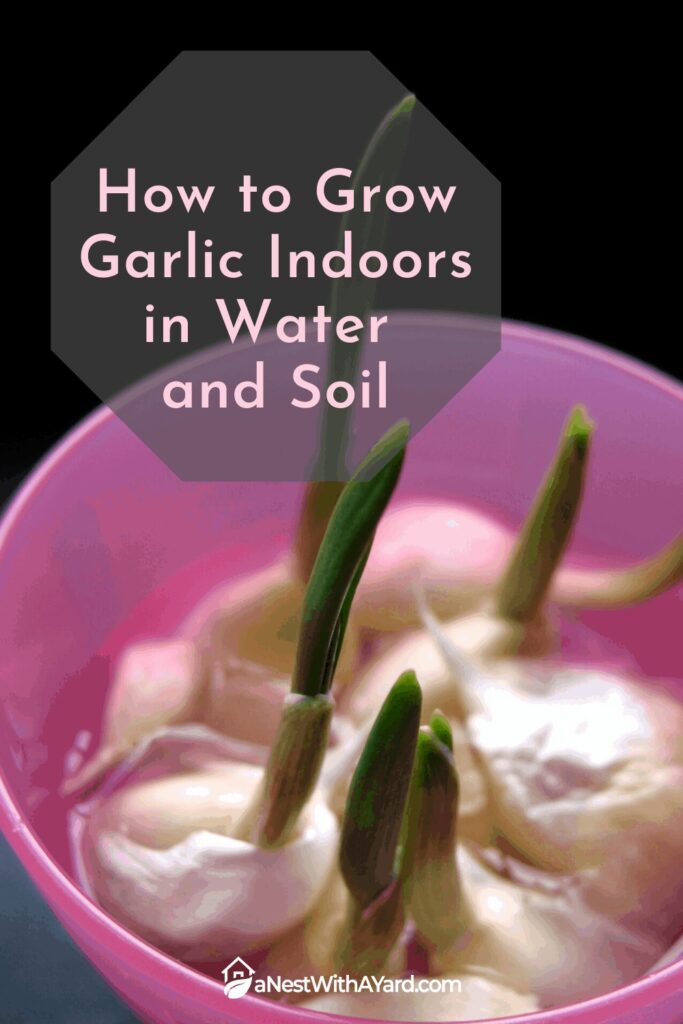 How to grow garlic indoors in water and soil #indoorGarden #garden #garlic #gardening