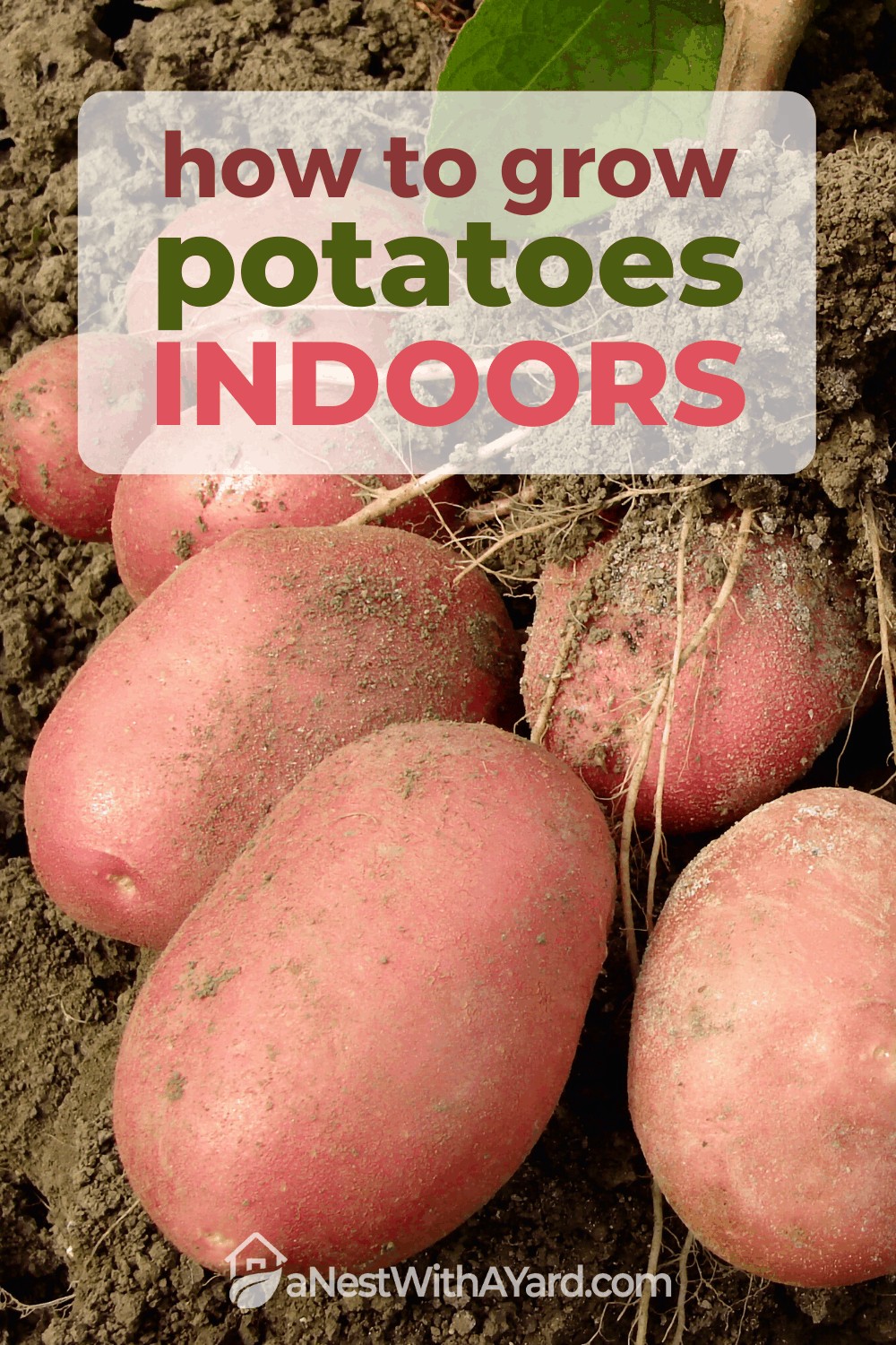 How to Grow Potato Indoors? it's easier than you might think! #indoorGarden #potatoes #gardening 