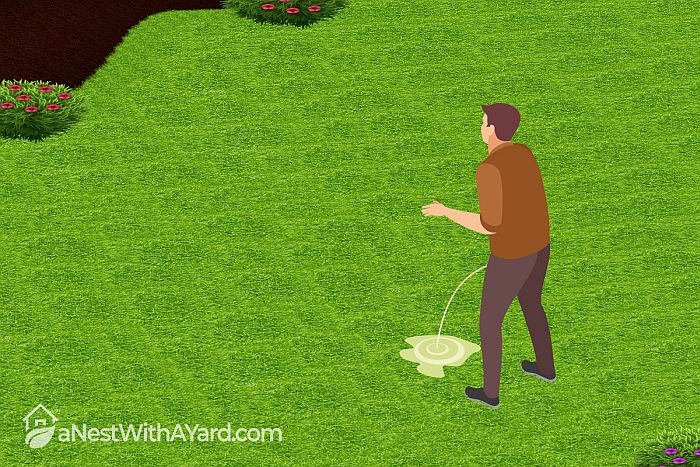 Peeing In The Garden: Does Human Urine Kill Grass?