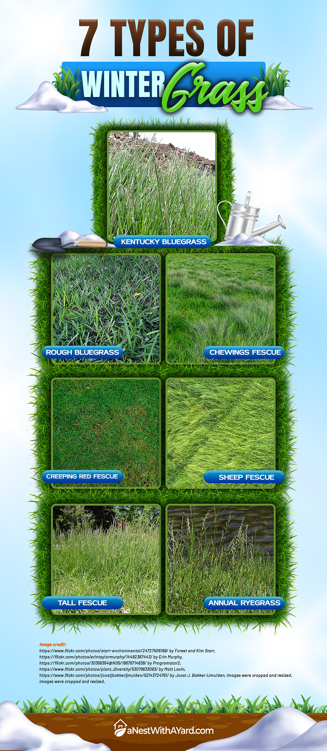 Infographic depicting 7 types of winter grass