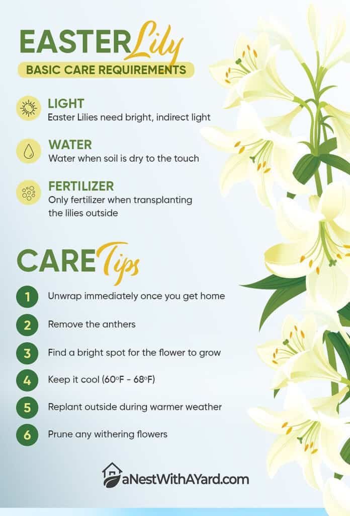 Easter Lily Care Tips