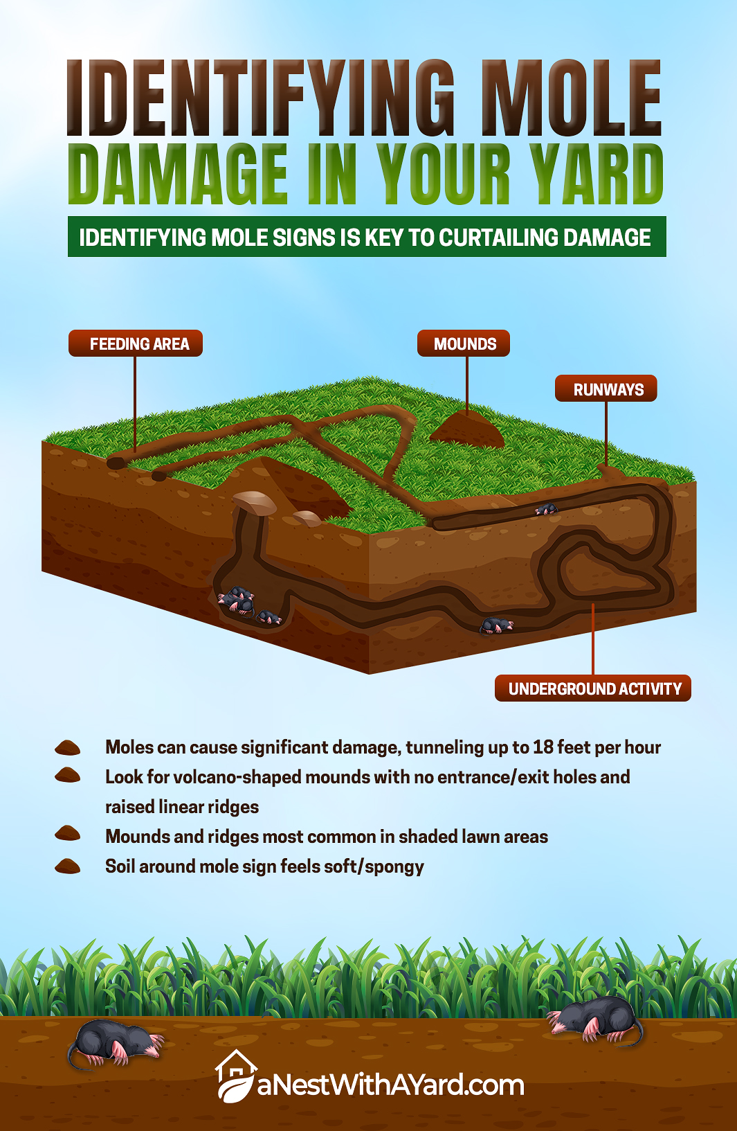 Infographic depicting mole damage in your yard