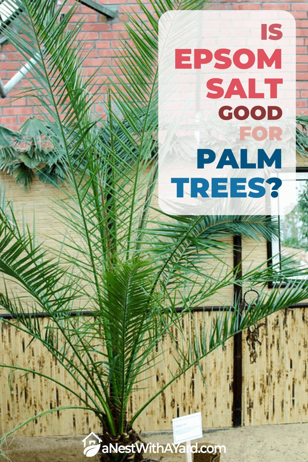 Is Epsom salt good for palm trees?