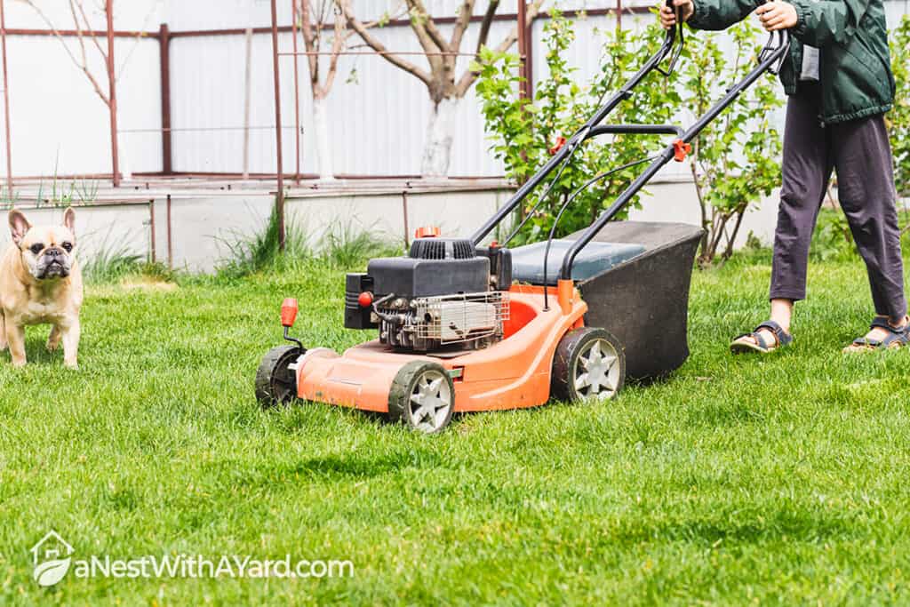 Not Sure How Often Should You Mow Your Lawn? Follow These Tips To Find Out!