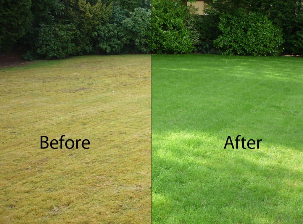 Health of lawn grass before and after