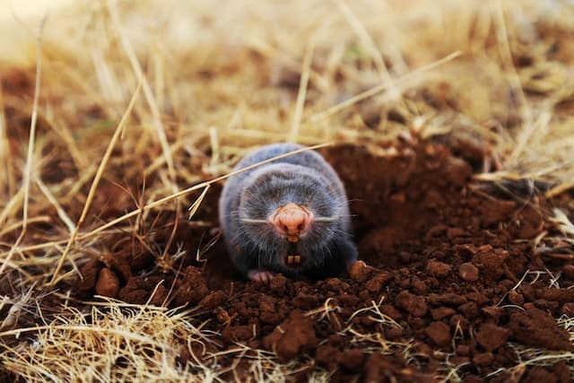 A mole in the soil