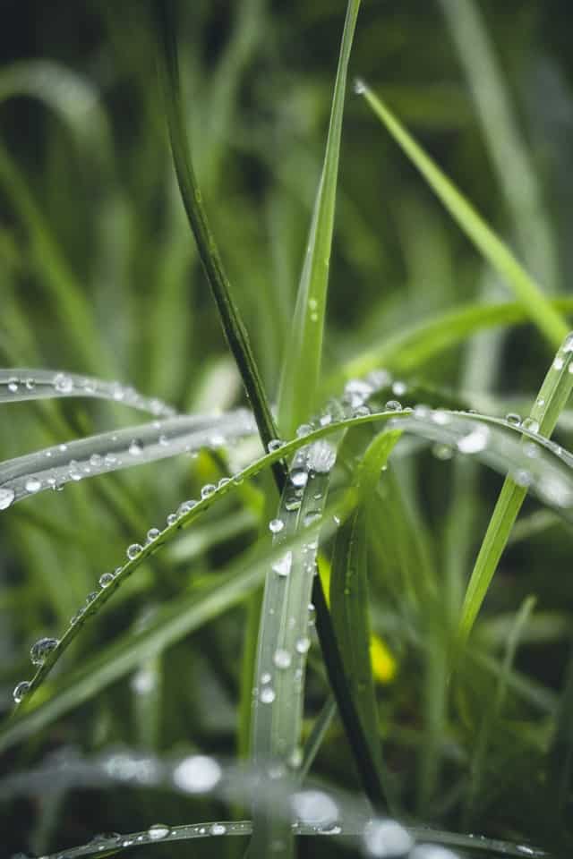 Close up shot of green grass with water dew