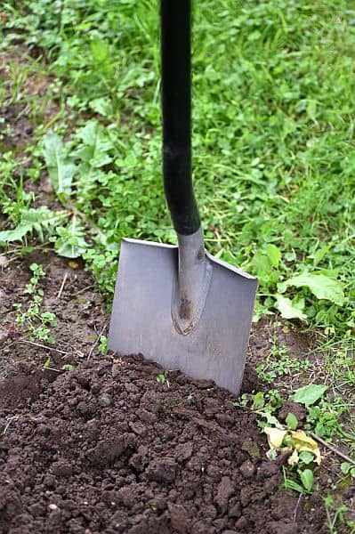 A shovel propped upright into the dirt