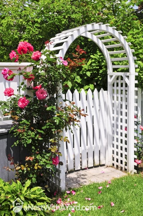 A white Arbor with a pink rose plant