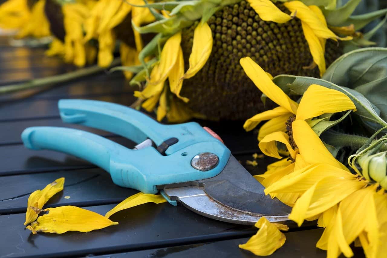 Scouting the market for the best garden scissors & shears? Check out this fully informative buyer’s guide, with a list of the top-notch products included! #gardenScissors #gardenShears #garden #gardenTools #gardenTips #gardening #landscaping #landscape #backyardLandscaping