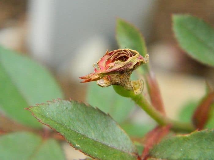 A close-up shot of the remaining parts of a rose flower that's nibbled by a rabbit
