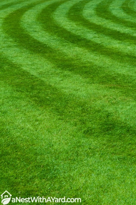 Lawn mowed in a circular pattren