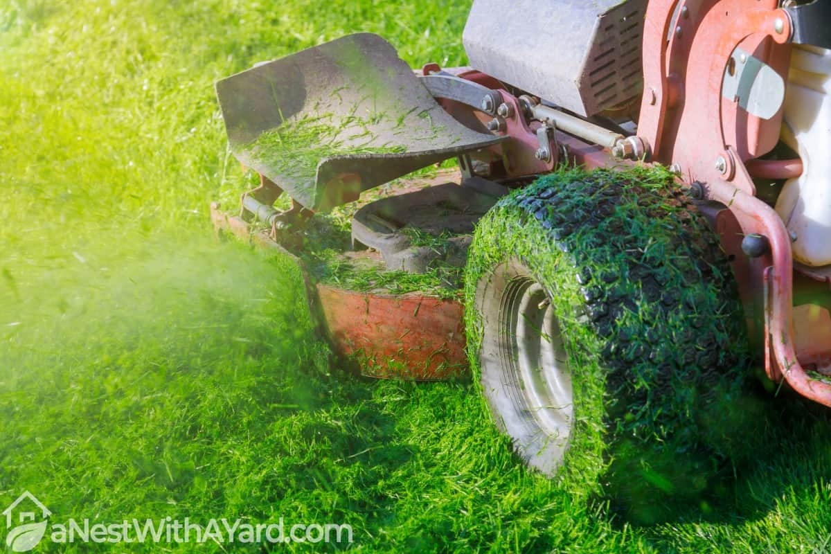 Is The Best Time To Mow Lawn Before Or After Rain? Here’s What You Need To Know