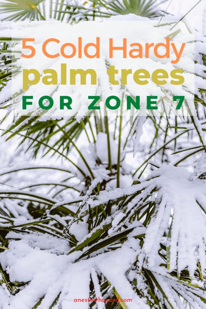 Cold hardy palm trees for zone 7