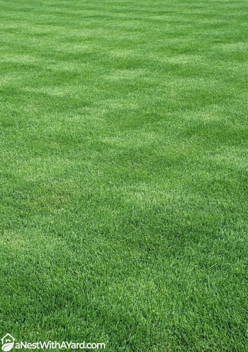 Green lawn with design