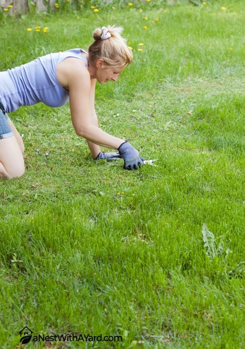 A woman meticulously lawn mowing with scissors in a large field