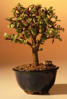 Lovely bonsai #varia  